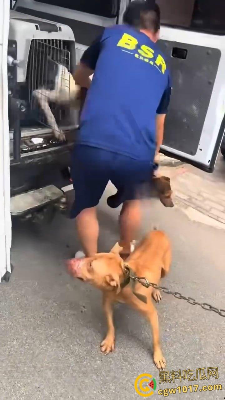 安徽马鞍山和县京都公馆，一头野猪将居民门撞坏后跑进居民家里，公安携带猎犬和道具将野猪麻醉 ！-4