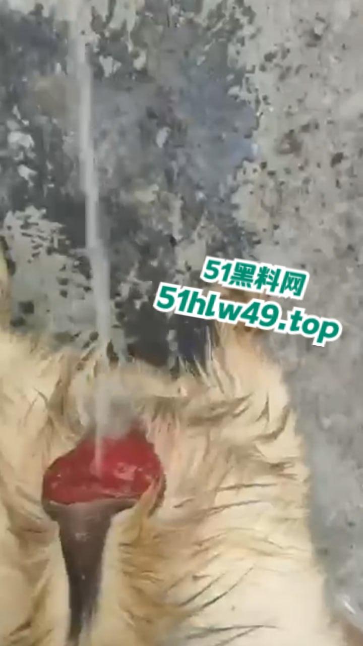 公羊群竟也有基佬，瓜友曝光自己家小羊遭一群公羊后入轮奸，屁眼都给干翻了把小编都看笑了！-4