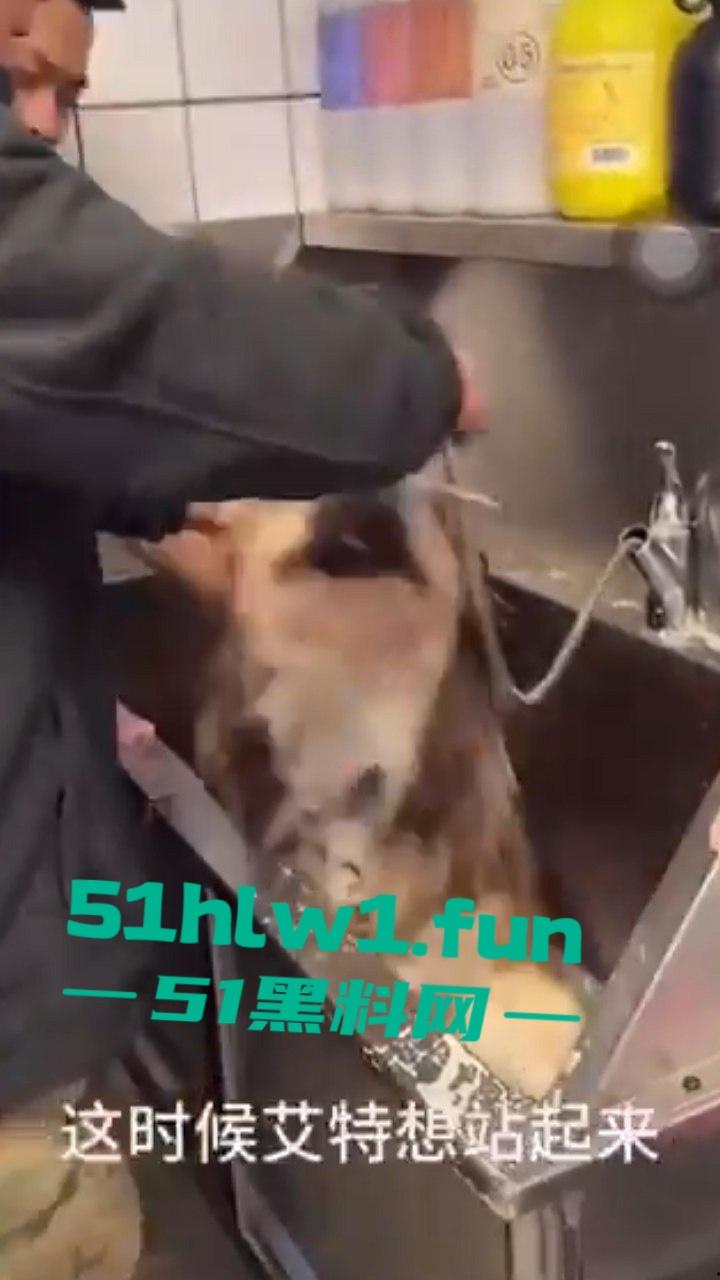 网红狗艾特疑遭训狗师【潘宏】虐待致死，女明星陈乔恩蹭热点带节奏被网友骂上热搜。-6